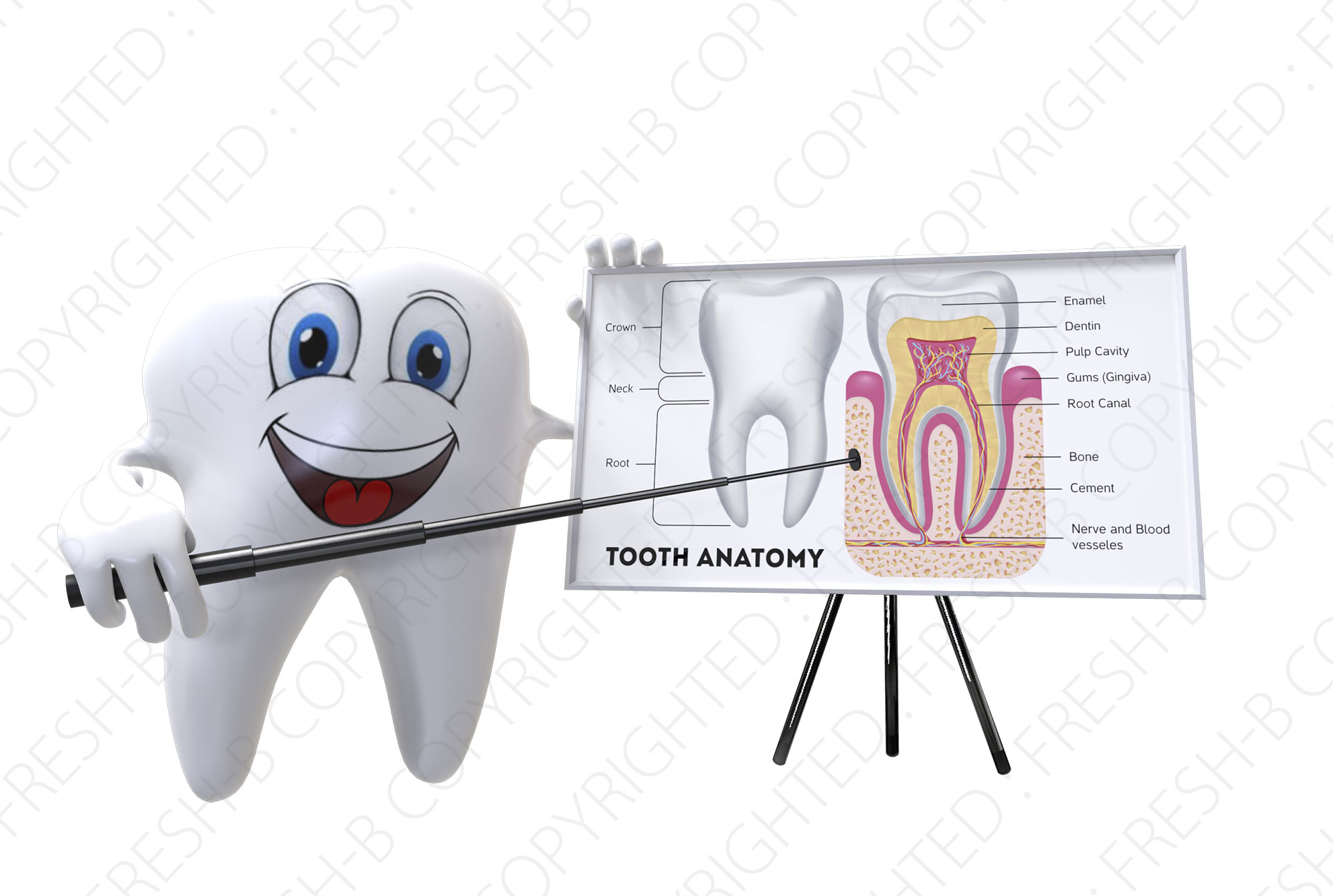 3D-teeth-with-whiteboard-7